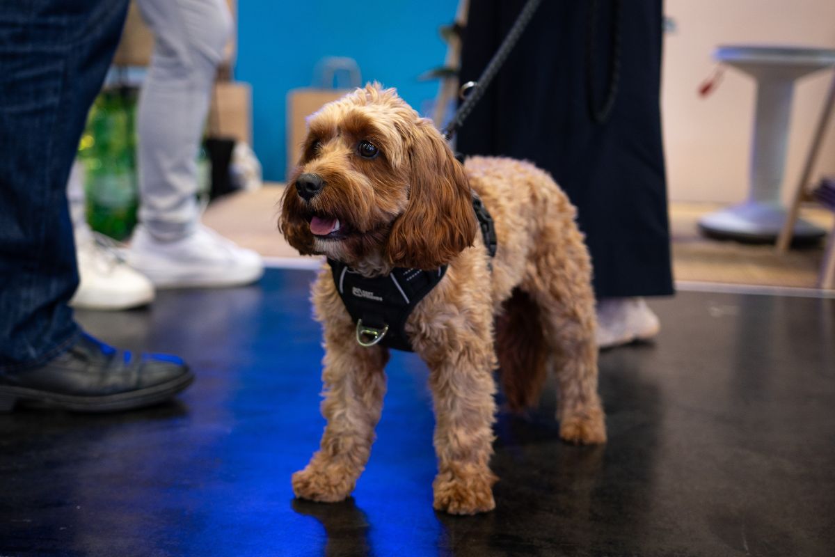 Maggie The Muppet - fewolino