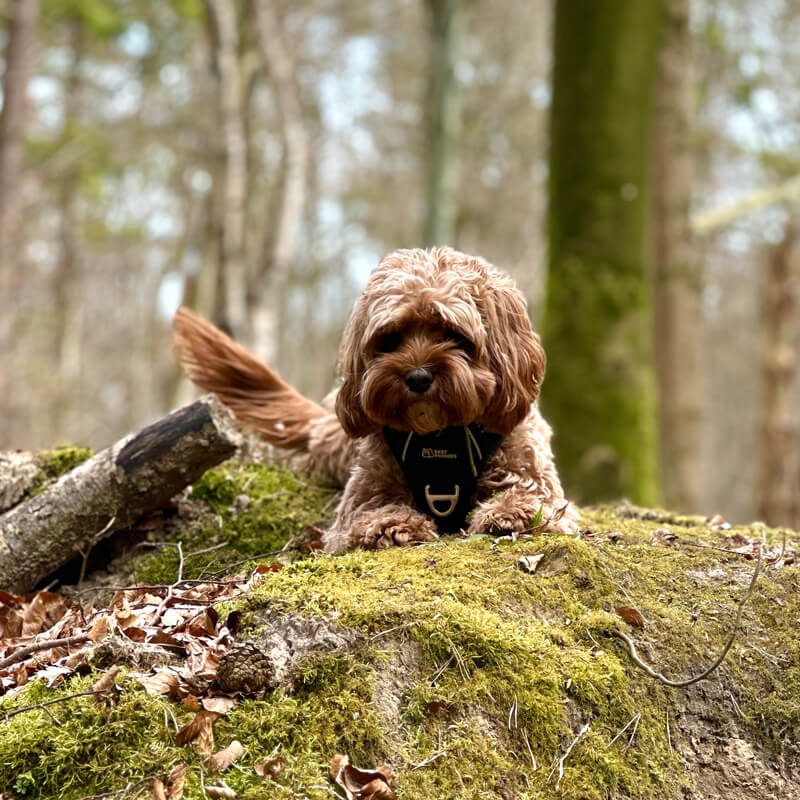 Urlaub-mit-Hund-Spaziergänge-im-Wald