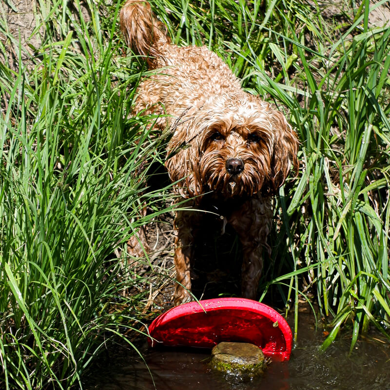 Urlaub-mit-Hund-Wasser-Aktivitäten