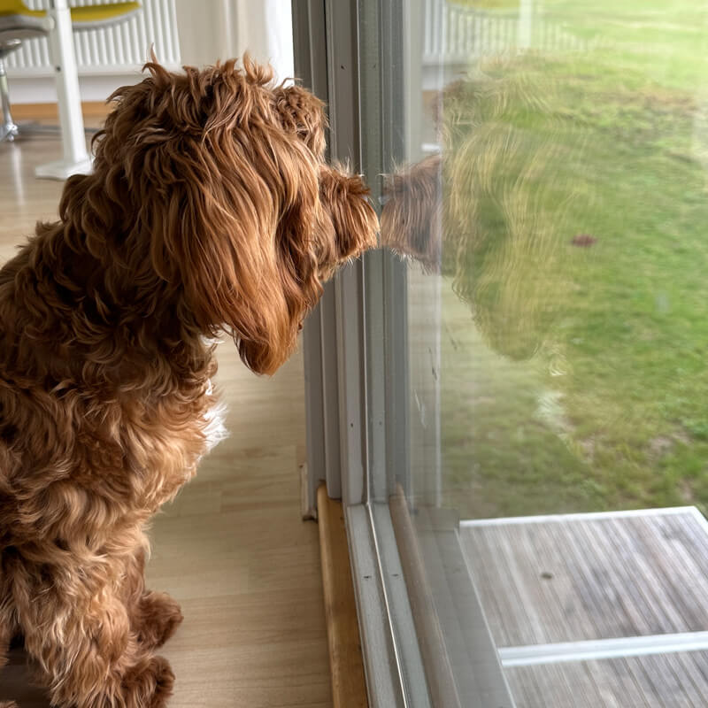 Urlaub-mit-Hund