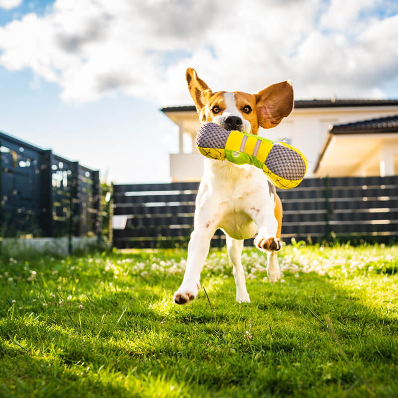 Zielgruppen-eingezäunter-Garten-für-Hunde